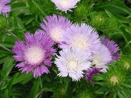 (Quart Pot/10 Count Flat) Stokesia Laevis Color Wheel Pp12718 Stoke&