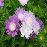 (Quart Pot/10 Count Flat) Stokesia Laevis Color Wheel Pp12718 Stoke'S Aster