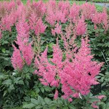 ( Quart Pot/10 Count Flat )Astilbe Chinensis Visions Ppaf- Fuzzy Purple Flowers Are Held Just Above The Dark Green Foliage and Appear In Mid-Summer.