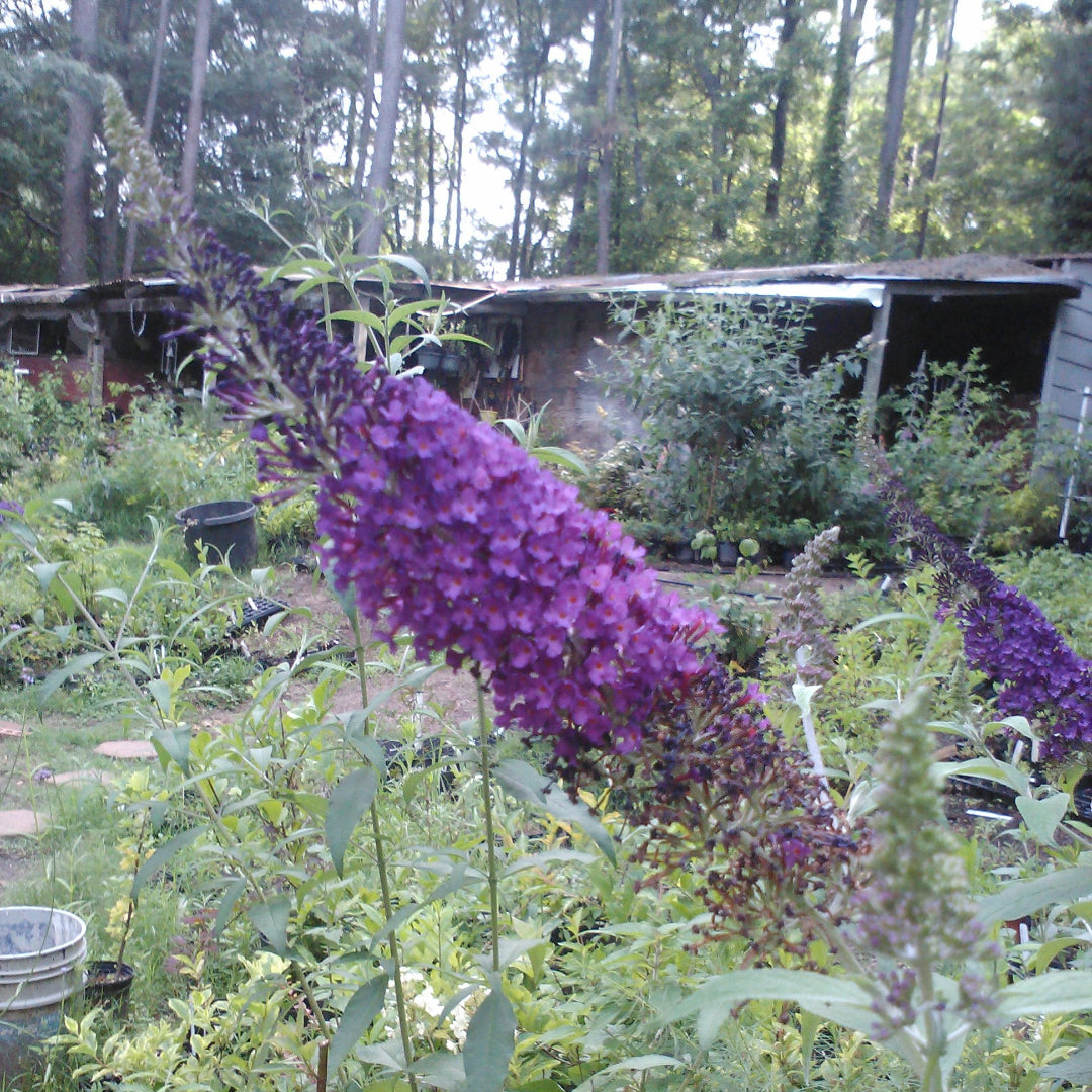 Blue Chip Jr. Butterfly Bush (Low and Behold Variety)