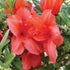 Encore Azalea Autumn Bravo Rhododendron Blazing Red Blooms Contrast Nicely with The Dark Green Foliage