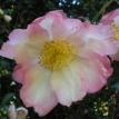 Camellia Autumn Sunrise-Gorgeous White Blooms with Red Tip