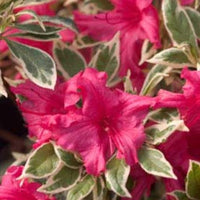 Variegated Azalea, Evergreen, Cold Hardy, Spring Flowering, Compact Size, Gorgeous Pinkish Red Blooms with Variegated (2 Colors) Leaf