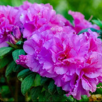Autumn Majesty Encore Azalea plant showing dense foliage and seasonal blooms
