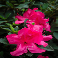 Compact evergreen Azalea shrub ideal for borders and hedges