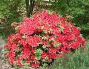 (1 Gallon) Girard'S Crimson' Azalea, Crimson Red Blooms, Evergreen Shrub,Cold Hardy,Shipped In Gallon Pot-12-20 Inches Tall
