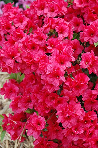 Hershey's Red Azalea