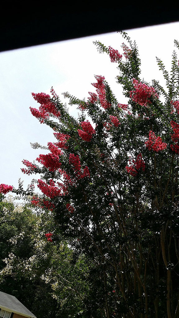 (1 Gallon) Velma'S Royal Delight' Crape Myrtle, Magenta Pink Flowers, Semi-Dwarf Shrub/Small Tree