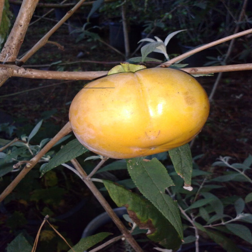 Perfect Plants Fuyu Asian Persimmon Tree Live Plant, Produces Fruit, 4