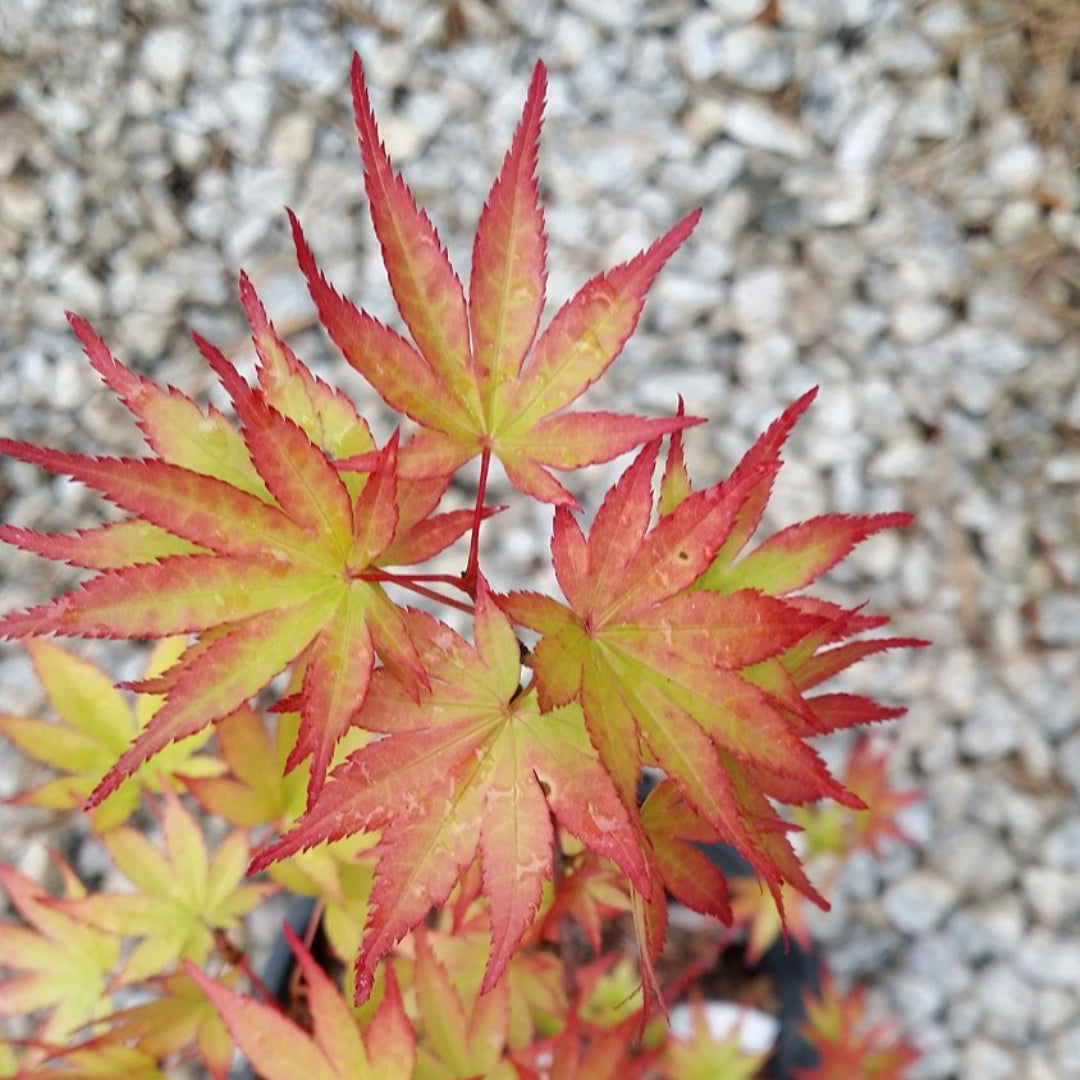 (1 Gallon) Coonara Pygmy Japanese Maple