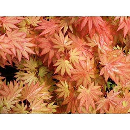 (1 Gallon) Orange Dream Japanese Maple