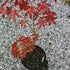 Bloodgood Japanese Maple Tree