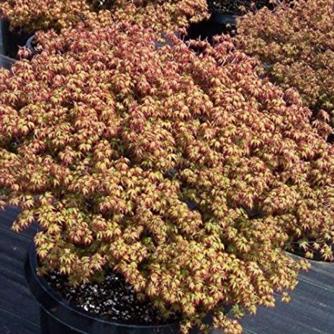 (1 Gallon) Murasaki Kiyohime Dwarf Japanese Maple