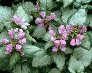 (4.5 Inches Pot/10 Count Flat) Lamium Maculatum 'Beacon Silver' (Deadnettle) Silver Leaves with Green Edge, Pink Flowers In Spring. Light Foot Traffic.