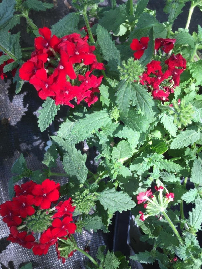 (5") Verbena 'Voodoo Red" Vervain (Perennial) Deep Red Flower Clusters On Green, Fragrant and Fast Growing Foliage.