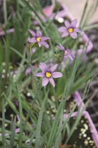 (10 Count Flat of 1 Quart Pots) Blue-Eyed Grass: Sisyrinchium Angustifolium &