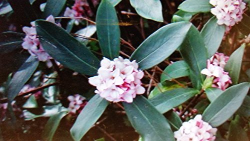 (3 Gallon) Daphne Odora, Marginated Pink, (Fall/Winter Blooming) Extremely Fragrant Pink Blooms