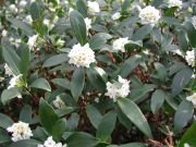 (3 Gallon) Daphne Odora, Greenleaf White