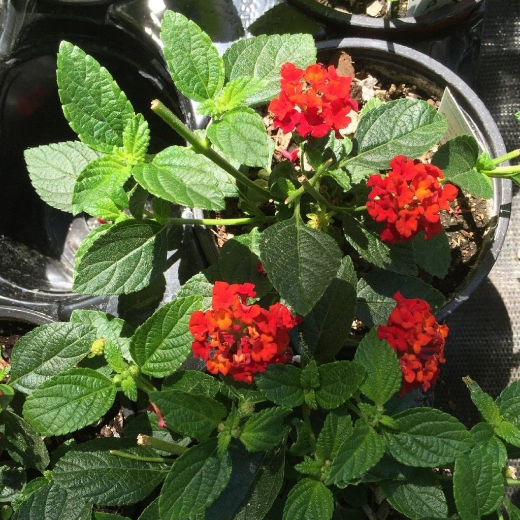 Lantana Dallas Red' (Groundcover) - Brilliant Blooms of Fiery Red, Yellow and Orange Flowers