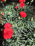 (5") Dianthus &