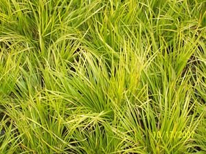 (10 Count Flat/4.5 Inch Pots) Acorus Gramineus 'Minimus Aureus' -Miniature Golden Sweet Flag