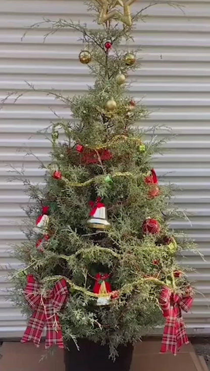 Carolina Sapphire Cypress - (Christmas Tree)