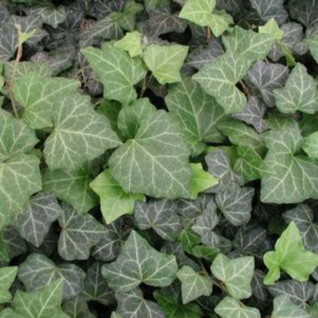 Hedera Helix &