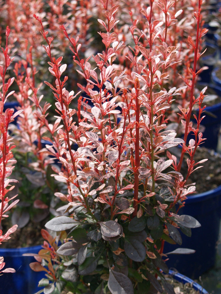 Barberry 'Rosy Rocket'