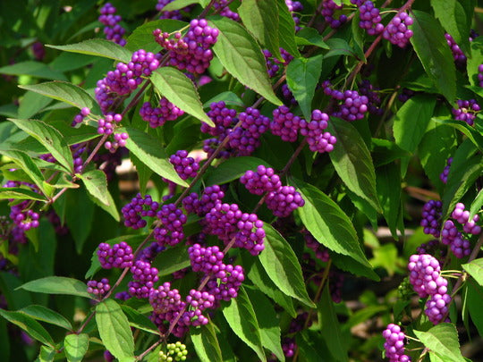 American Beautyberry-Native Plant, Amazing Bunches of Glossy Purple Berries In Fall