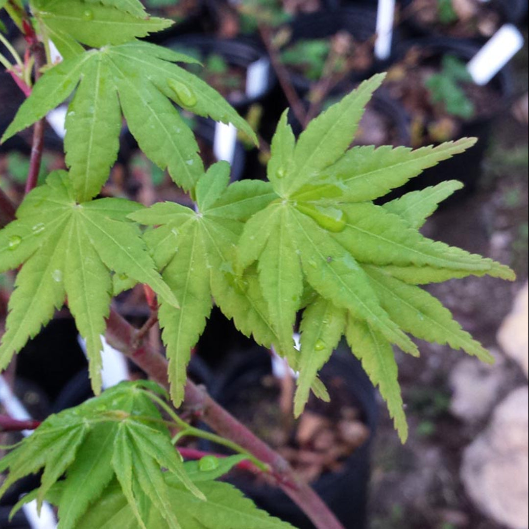 (1 Gallon) Beni Kawa Japanese Maple Tree