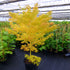 Bihou Japanese Maple