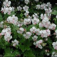 (1 Gallon) Geranium X Cantabrigiense Biokovo - Long-Persisting, White To Pink Sterile Flowers Bloom From Late Spring Into Early/Mid-Summer.