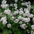 (1 Gallon) Geranium X Cantabrigiense Biokovo - Long-Persisting, White To Pink Sterile Flowers Bloom From Late Spring Into Early/Mid-Summer.