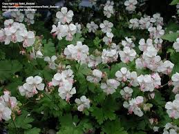 (1 Gallon) Geranium X Cantabrigiense Biokovo - Long-Persisting, White To Pink Sterile Flowers Bloom From Late Spring Into Early/Mid-Summer.