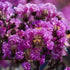 Black Diamond Purely Purple Crape Myrtle Flowers