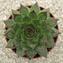 (10 Count Flat - 4.5 Inch Pots), Sempervivum Black\
