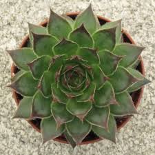 (10 Count Flat - 4.5 Inch Pots), Sempervivum Black\