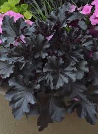 (1 Gallon) Heuchera Primo Black Pearl Ppaf Coral Bells Proven Winners® - An Attractive Black Foliage, Incredibly Dense Habit of Shiny Leaves