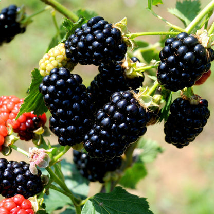 Natchez Blackberry - Sweet, Great For Jams, Jellies, Juices and Fresh Eating, Semi-Erect