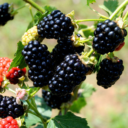 Blackberry Chickasaw, Erect Thorny Blackberry Produces Big Crops of Large, Long Cylindrical Fruit (1 Gallon Bareroot Plant)