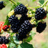 Blackberry Chickasaw, Erect Thorny Blackberry Produces Big Crops of Large, Long Cylindrical Fruit (1 Gallon Bareroot Plant)