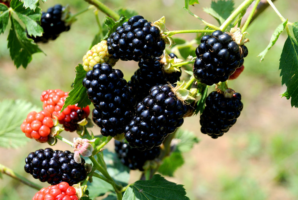 Blackberry Chickasaw, Erect Thorny Blackberry Produces Big Crops of Large, Long Cylindrical Fruit (1 Gallon Bareroot Plant)