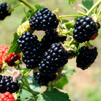 (1 Gallon Bareroot Plant) Blackberry Shawnee, Heavy Producer Throughout The Season