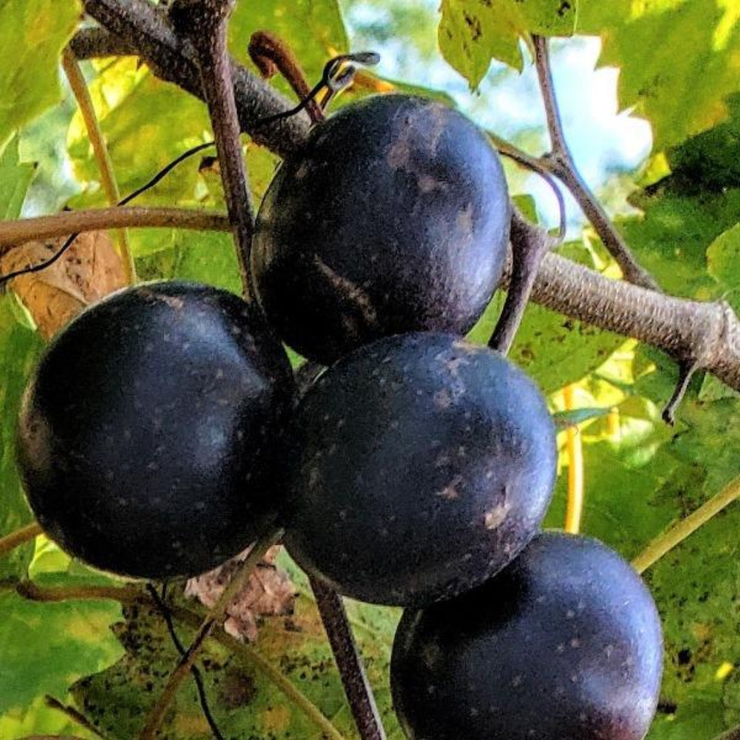 Fresh Black Fry Muscadine Grape cluster close-up
