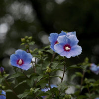 Bluebird Rose of Sharon Hibiscus Shrub in Bloom