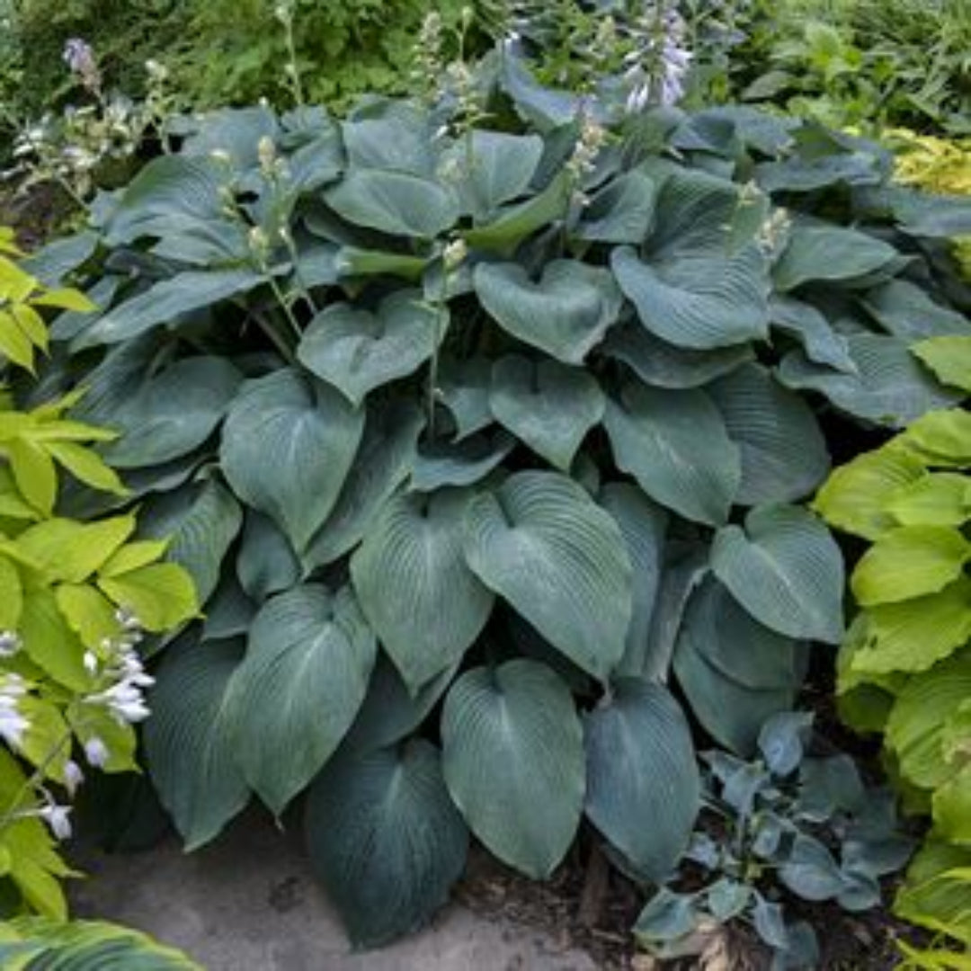 1 Gallon Pot: Hosta &