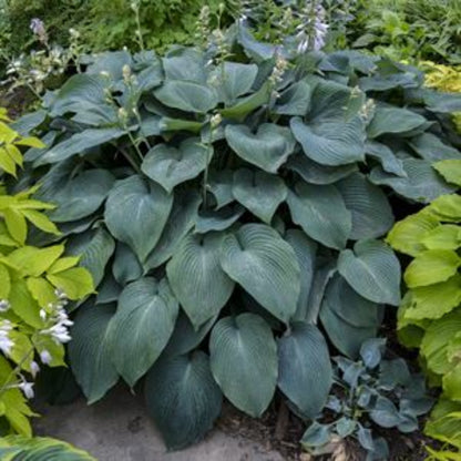 1 Gallon Pot: Hosta &
