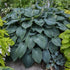 1 Gallon Pot: Hosta &
