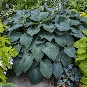 Buy Hosta 'Blue Angel'. Plantain Lily Plants & Trees Online | Pixies ...