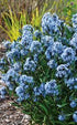 (1 Gallon) Amsonia &